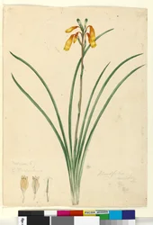 Página 59. Blandfordia nobilis